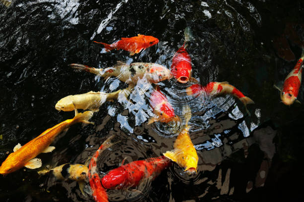istock fancy carp or mirror carp swim in the pool 666371458