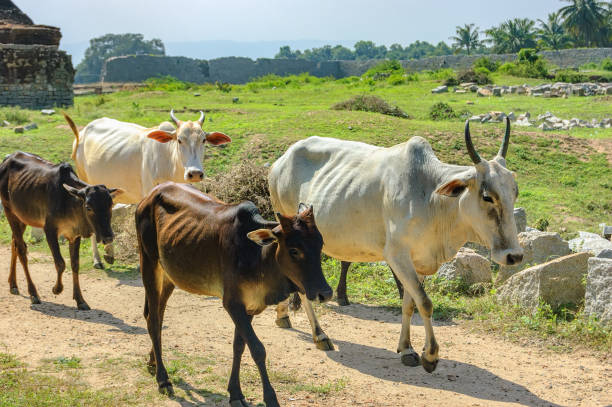 istock Indian Cows on the road of Hampi 666371646