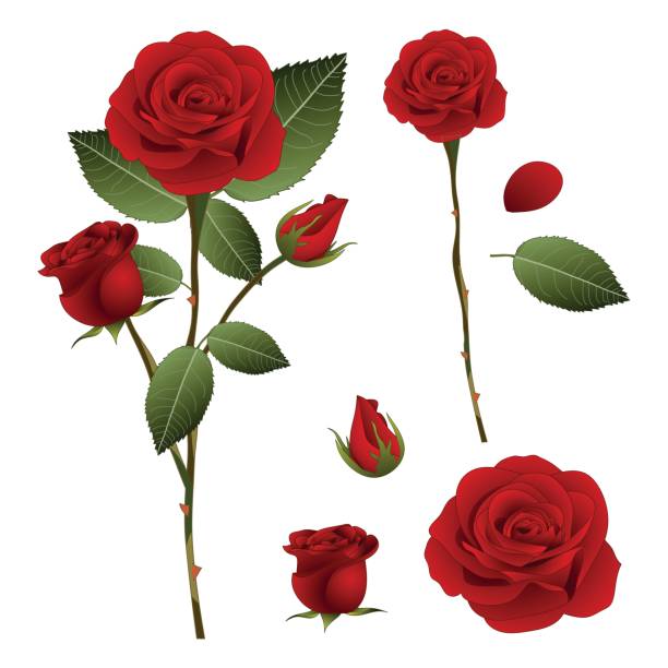 ilustrações de stock, clip art, desenhos animados e ícones de beautiful red rose - rosa. valentine day. vector illustration. isolated on white background - sharp