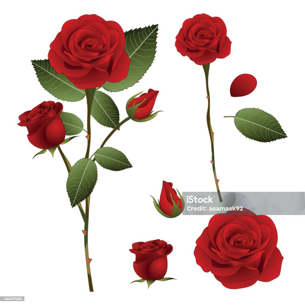 Beautiful Red Rose Rosa Valentine Day Vector Illustration Isolated ...