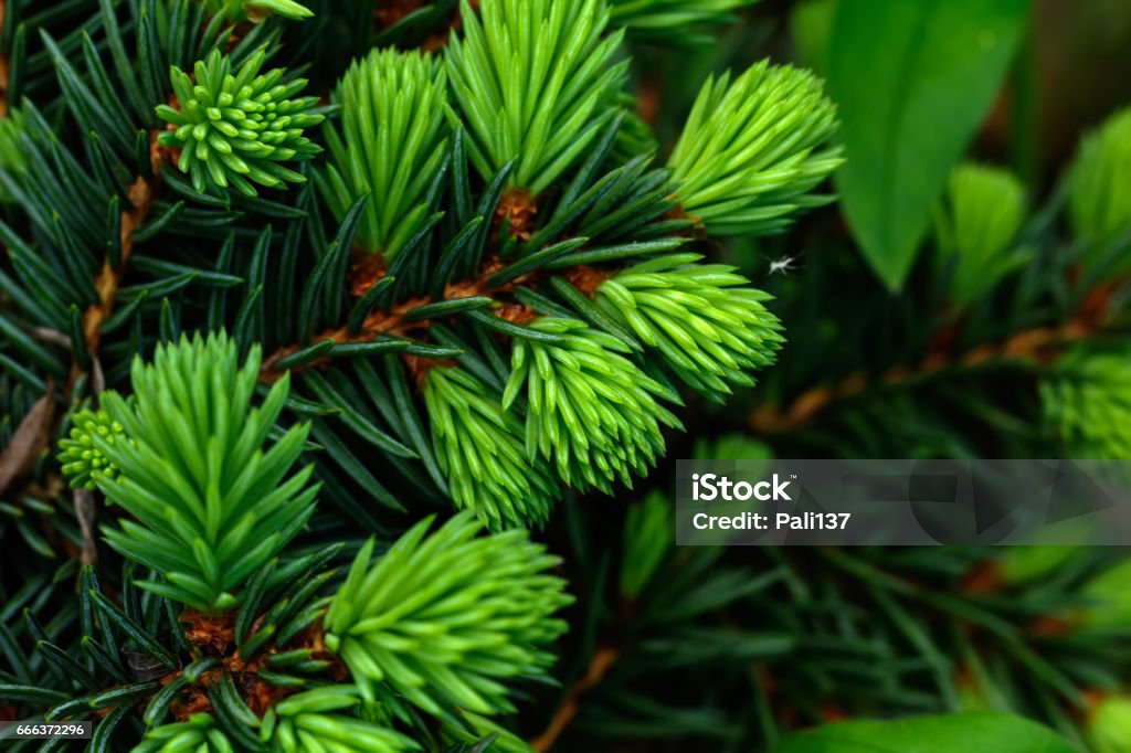 Fir-tree branch. Young shoots on branches of the fir-tree growing in the spring wood. Adult Stock Photo