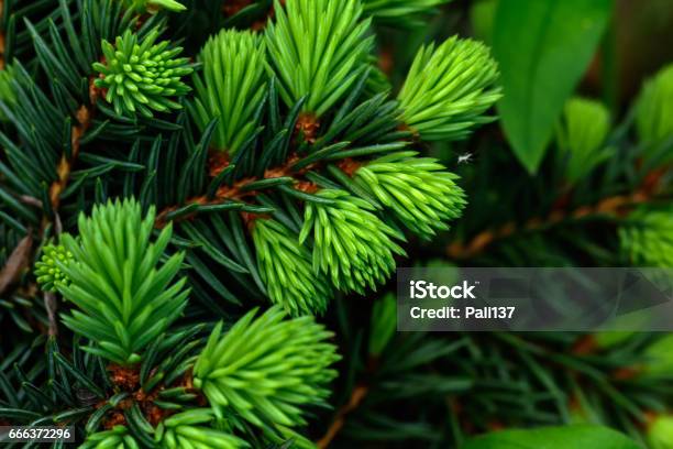 Firtree Branch Stock Photo - Download Image Now - Adult, Backgrounds, Beauty