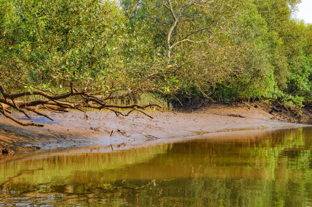 istock Salim Ali Bird Sanctuary, Goa, India 666372794