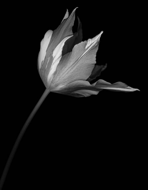 istock Monochrome Tulip isolated on black 666373064