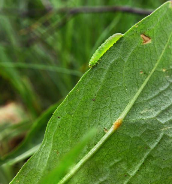 istock Green caterpillar goes gome 666373138