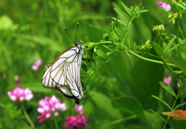 istock White butterflies together on the flower 666373302