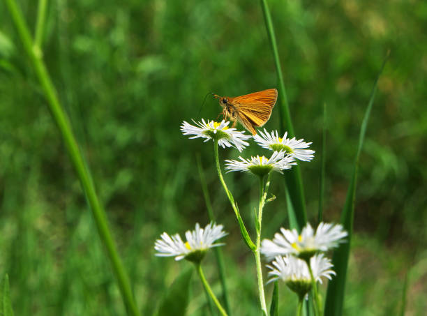 small orange butterfly at the chamomiles - m chamomilla imagens e fotografias de stock