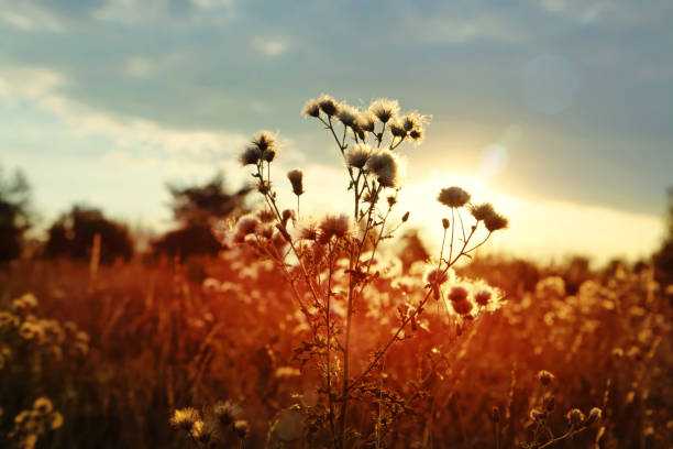 istock sunset over field of wild land 666373966
