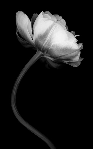 Monochrome Parrot Tulip isolated on black. Background is pure black which can be extended for copy space.