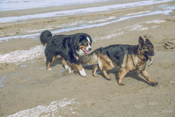 istock Two dogs on the Baltic sea. 666374856