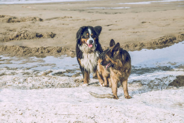 Two dogs on the Baltic sea.