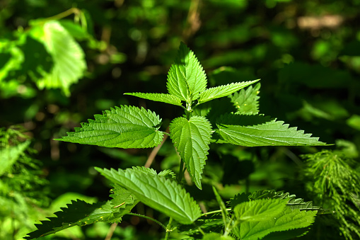 Nettle growing in the summer forest. Wild plant.