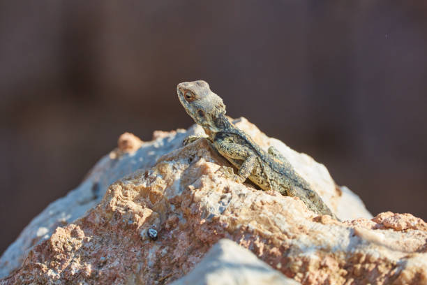 стеллион ящерица сидит на скале - stellion стоковые фото и изображения