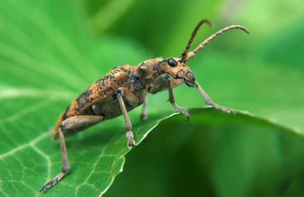 istock Brown bug on the green leaf in the middle 666375348