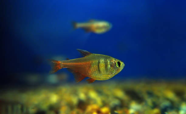 Small fish Danio kerri in aquarium Small fish Danio kerri in aquarium danio stock pictures, royalty-free photos & images