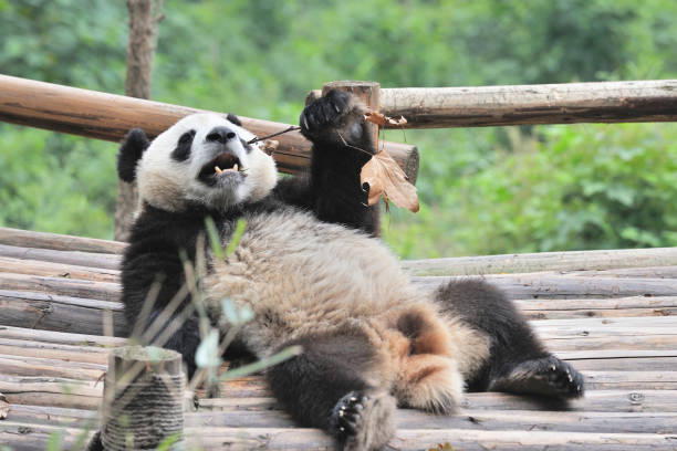 中国のパンダ - panda giant panda china eating ストックフォトと画像