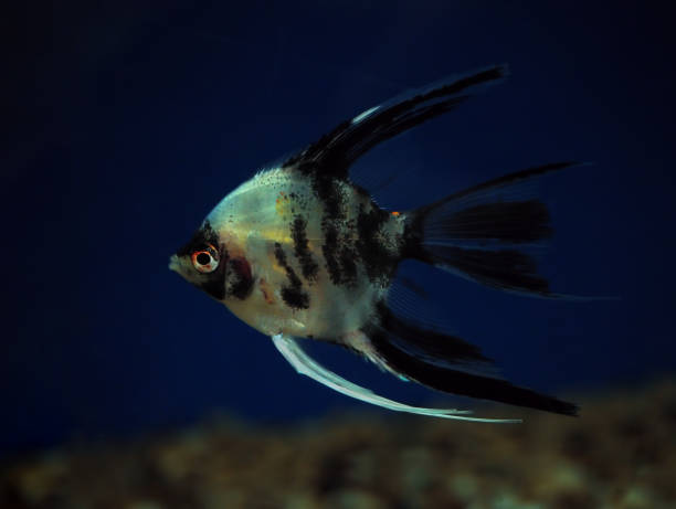 istock Fish Pterophyllum scalare at dark blue water close-up 666375942