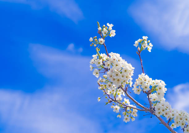 Springtime tree blossoms from a flowering plum tree against a partly cloudy sky with plenty of copy space.