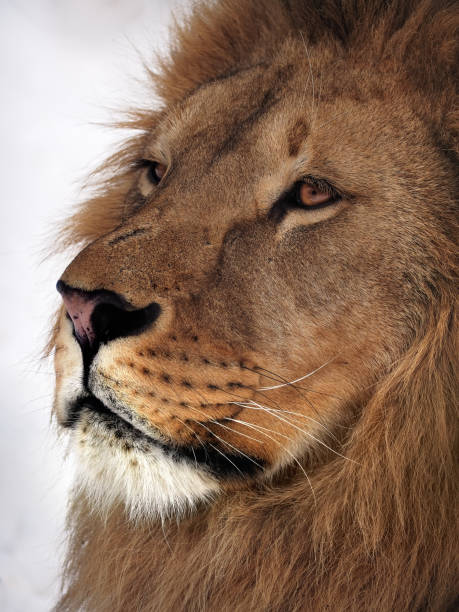 istock Lion profile close up at the snow 666378094