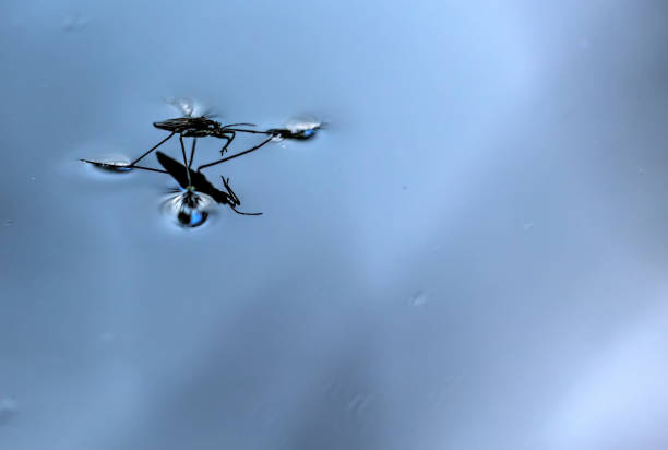 istock Pond skater. The surface of the pond. 666378132