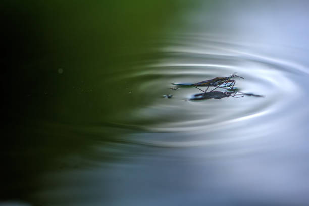 istock Pond skater. The surface of the pond. 666378154