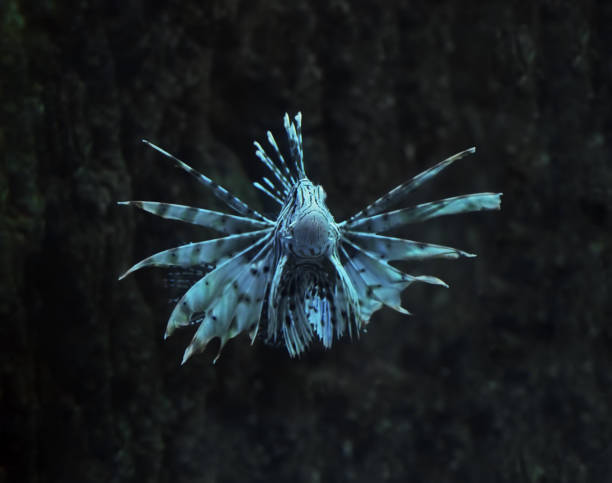 istock Fish blue Pterois volitans at the deep ocean close up 666378272