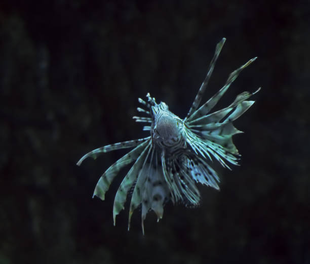 istock Fish blue Pterois volitans at the deep ocean close up turning 666378300
