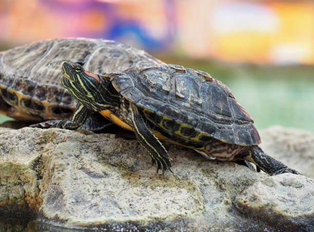 istock Turtle on the rock at the colorfull background 666378350