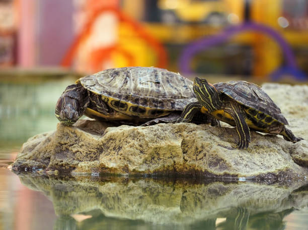 istock Turtle at the rock on the colorfull background 666378374