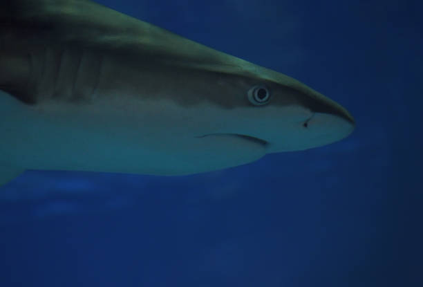 istock Shark face head close-up at the blue water 666378534