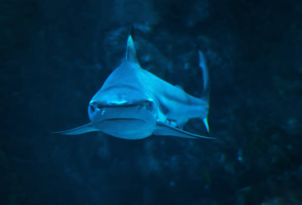 Shark at the blue water close up looking at the camera