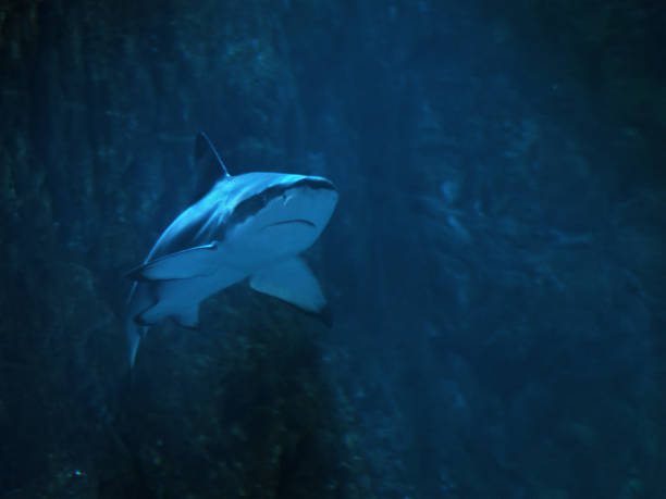istock Shark at the blue water close up at the rocks background 666378610