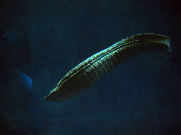 istock Murena yellow at the deep ocean 666378634