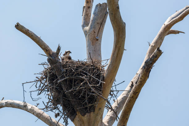 istock Osprey (Pandion haliaetus) Sitting On a Large Stick Nest 666379044