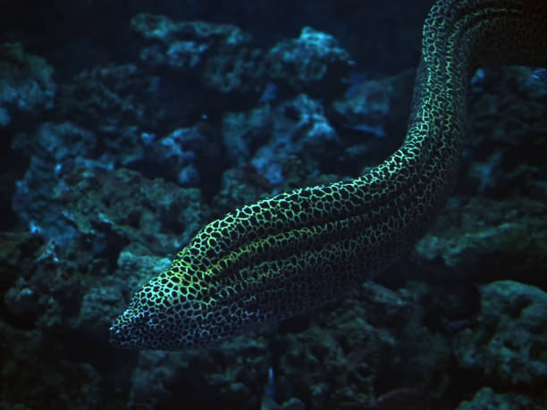 Murena huge snake sweaming at the blue ocean
