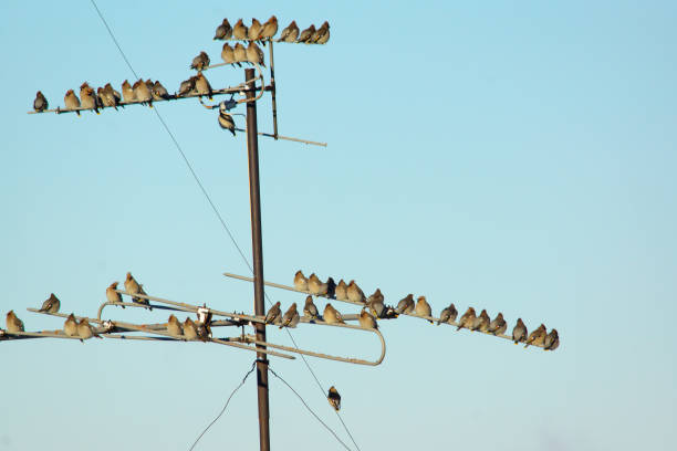 istock many small birds sitting on wires 666379450