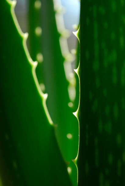 Three slices of green aloe vera on white background.