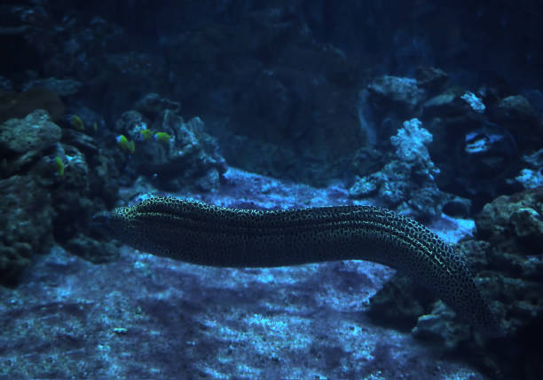 istock Murena at the deep red sea 666379470