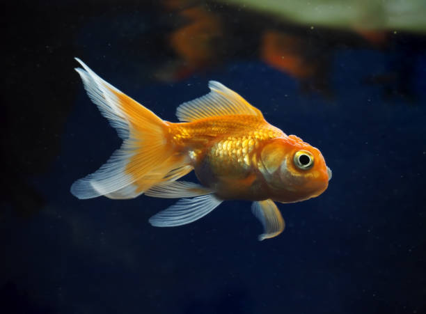 istock Golden yellow fish sweaming away near rocks view from right side 666379738