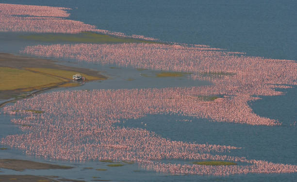 Hundreds of thousands of flamingos on the lake. Kenya. Africa. Hundreds of thousands of flamingos on the lake. Kenya. Africa. Nakuru National Park. Lake Bogoria National Reserve. An excellent illustration. lake bogoria stock pictures, royalty-free photos & images