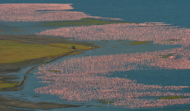 호수에 수십만 플라밍고. 케냐. 아프리카. - lake nakuru 뉴스 사진 이미지