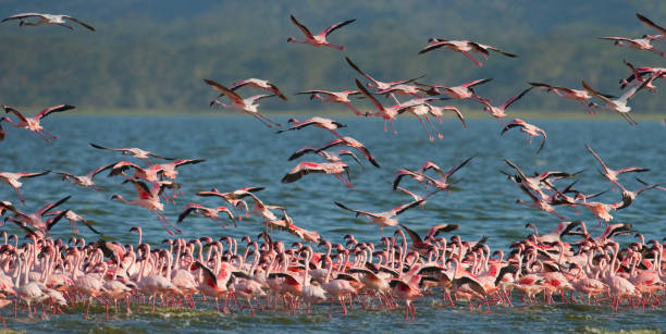 istock Flamingos in flight. Kenya. Africa. 666380362
