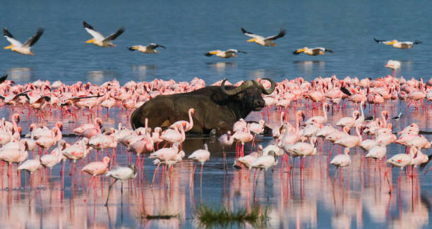 Buffalo lying in the water on the background of big flocks of flamingos. Buffalo lying in the water on the background of big flocks of flamingos. Kenya. Africa. Nakuru National Park. Lake Bogoria National Reserve. An excellent illustration. lake bogoria stock pictures, royalty-free photos & images