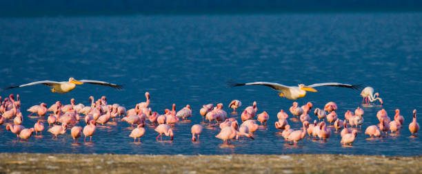 istock Flamingos on the lake. Kenya. Africa. 666380618