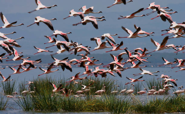 istock Flamingos in flight. Kenya. Africa. 666380714