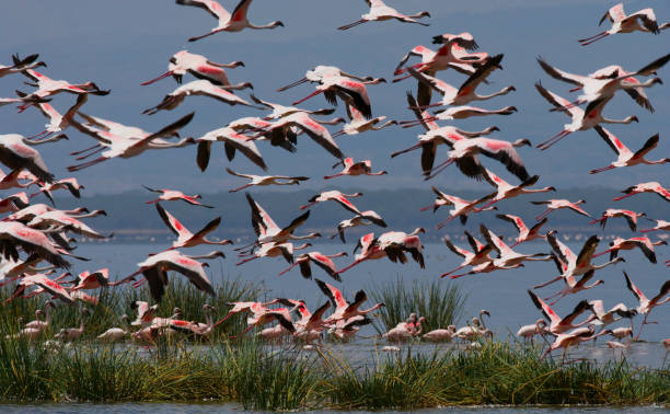 istock Flamingos in flight. Kenya. Africa. 666380728