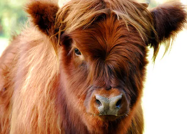 He's a cutie. Highland cattle are the most amusing looking of all cattle.