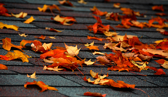 Fall leaves falling on my shed roof