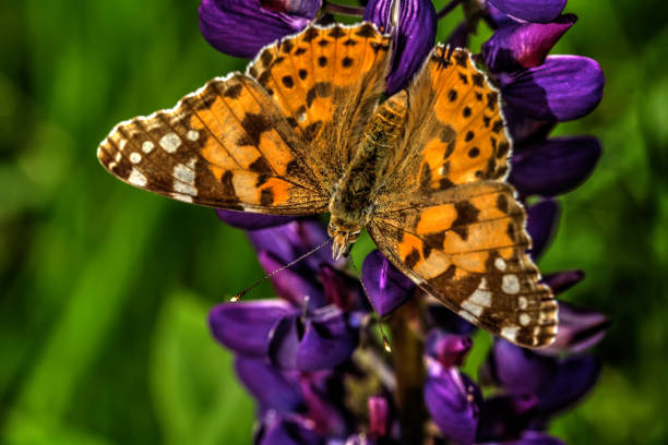 Butterfly. Wild flower. Butterfly painted lady sitting on the flower of the summer field. buddleia blue stock pictures, royalty-free photos & images