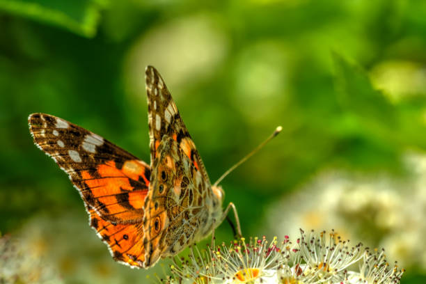 schmetterling. wilde blume. - single flower insects nature animals and pets stock-fotos und bilder